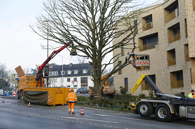 F&auml;llung Baumhasel Hohenstaufenallee